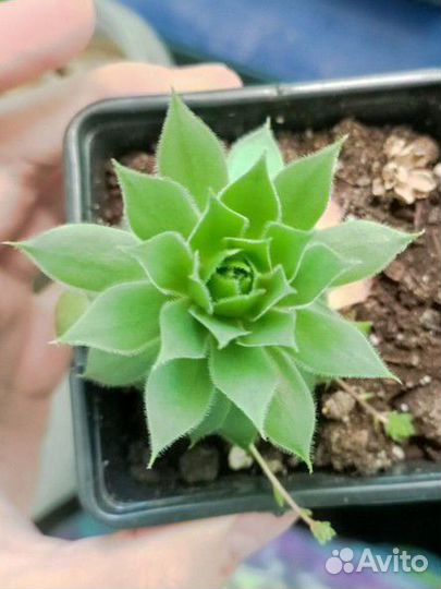 Суккуленты