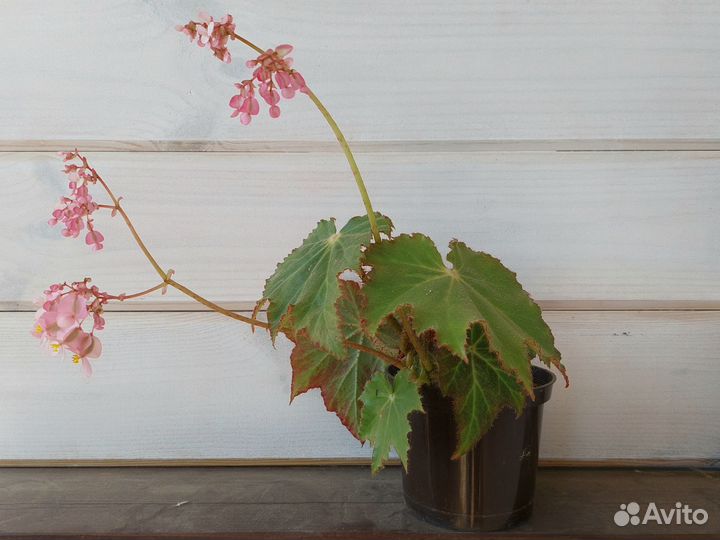 Бегония декоративно лиственная