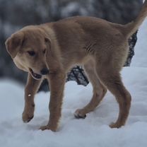 Русская гончая, щенок