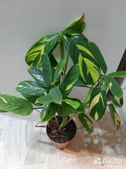 Ктенанта Лубберса или золотая мозаика