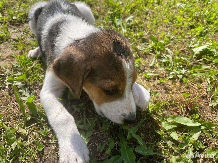 Щенки русской пегой гончей