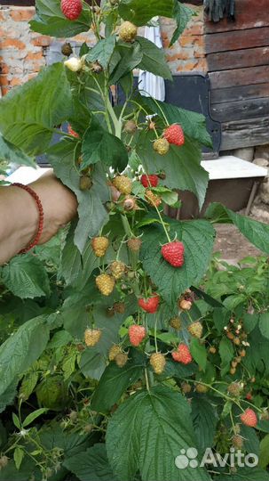 Ремонтантная малина