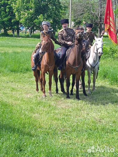 Помощник по хозяйству-конюх на частную конюшню