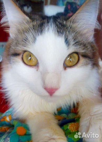 Кошки