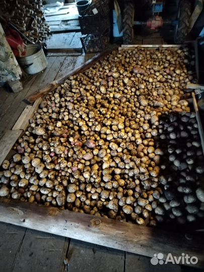 Продам картофель и тыкву