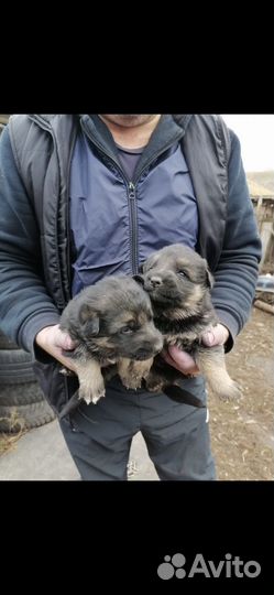 Собака немецкая овчарка