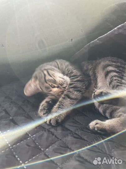 Кошка в дар