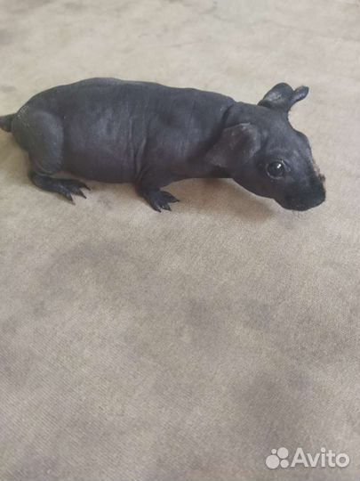 Морская свинка скинни