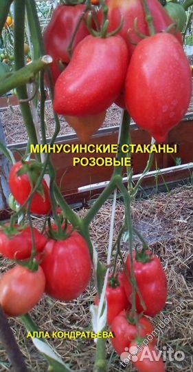 Семена помидор