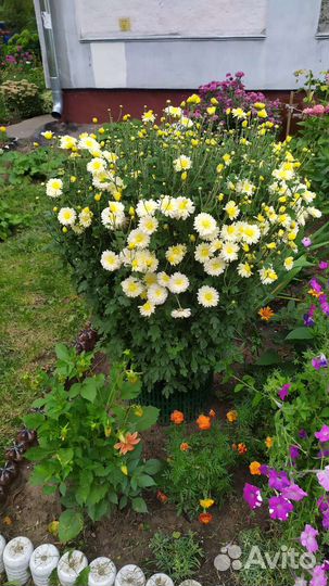 Хризантема садовая продаю деленками 100 р