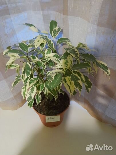 Фикусы Бенджамина гибискус Купера
