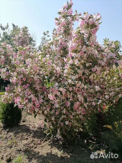 Многолетники садовые