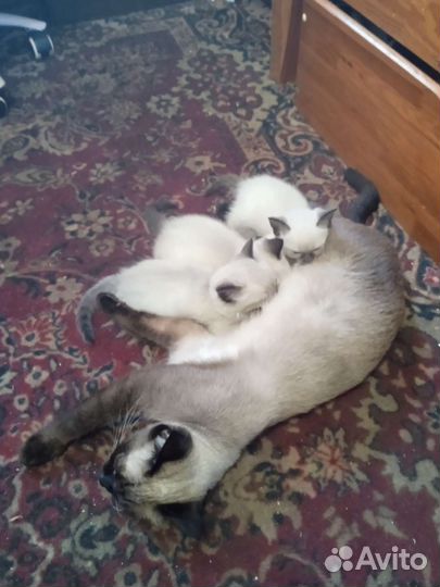 Сиамский котенок