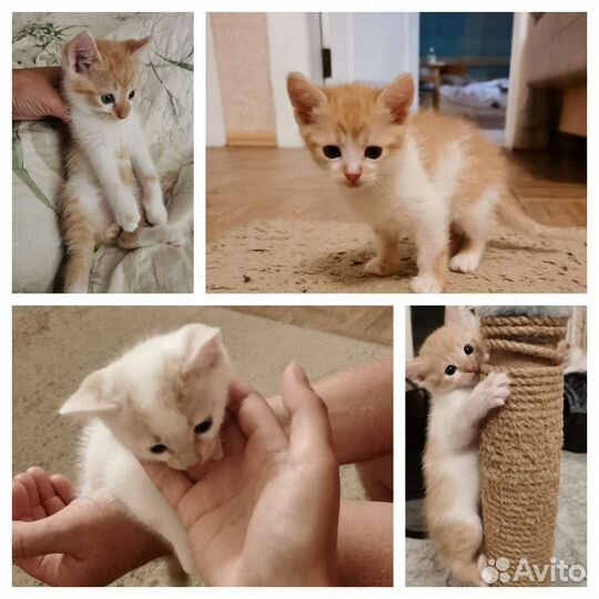 Котята в добрые руки. 3 мальчика, 1 девочка