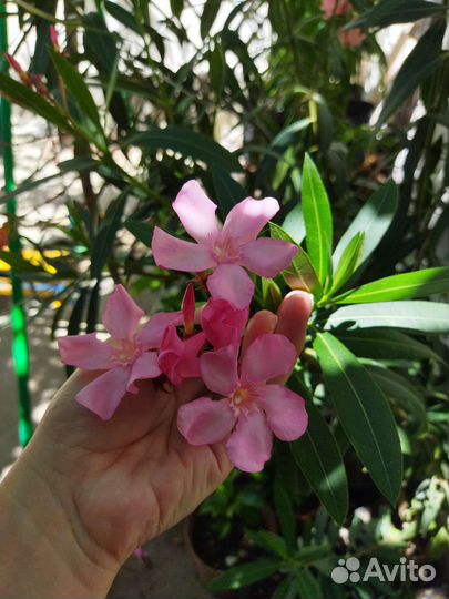 Олеандр розовый