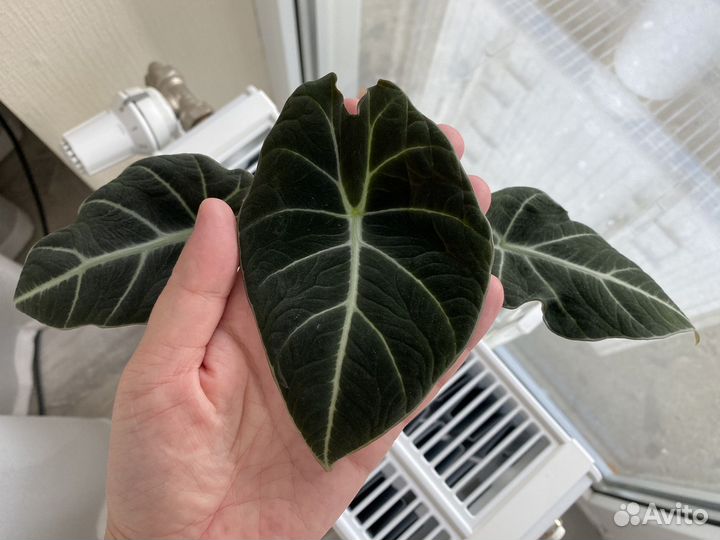 Алоказия блэк вельвет