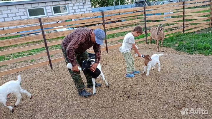 Работник на ферму с проживанием