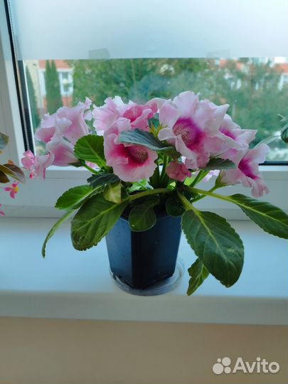 Глоксиния лист