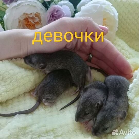Декоративная крыса