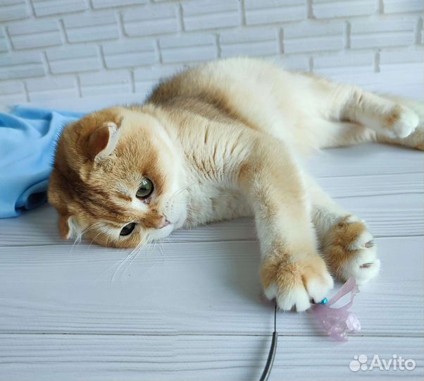 Шотландская девочка