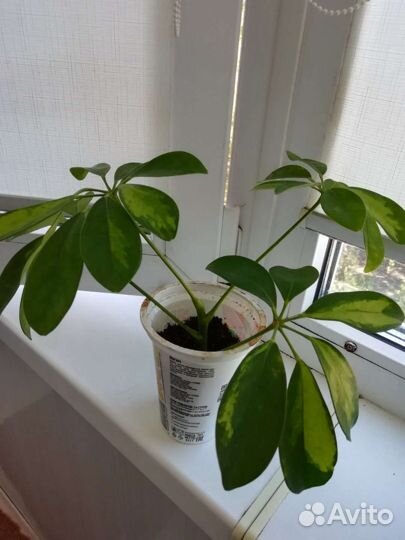 Шефлера вариегатная 20 см