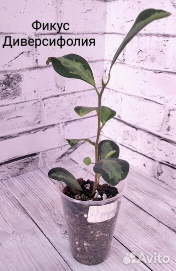 Растения комнатные