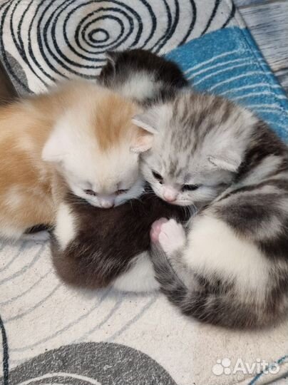 Милые котята