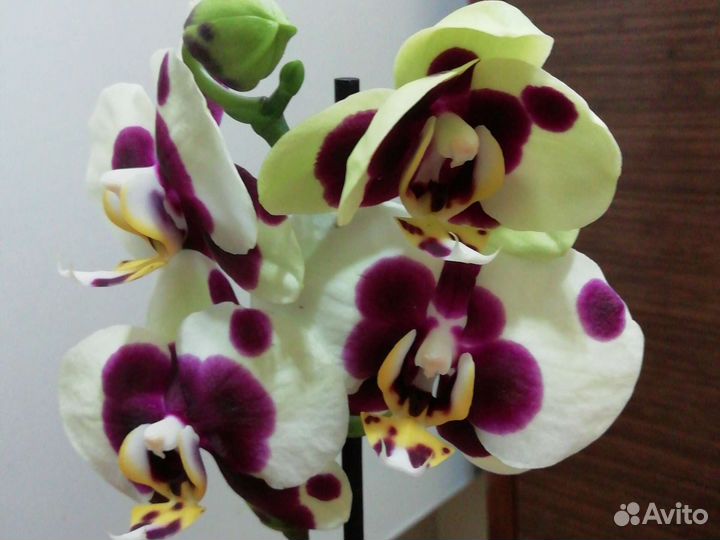 Орхидея
