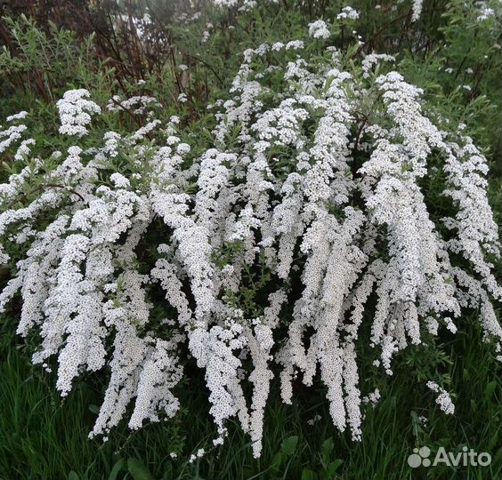 Саженцы - Спирея серая /Грефшейм