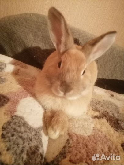 Декоративные кролики в добрые руки