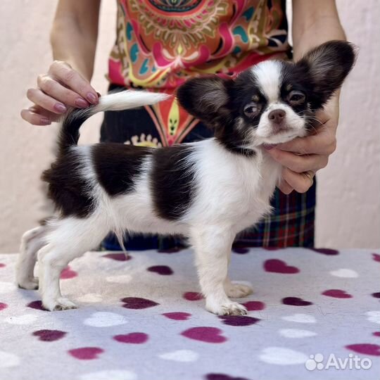 Чихуахуа мальчик