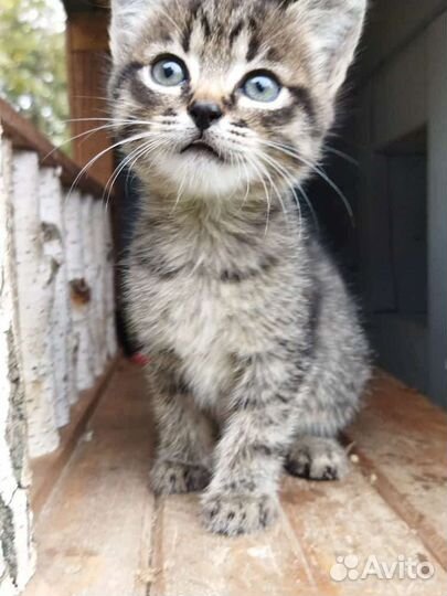 Кошка в дар