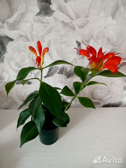 Разные растения