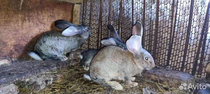 Кролики 2-3 месяца