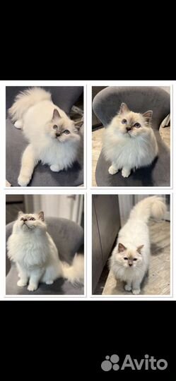 Священная бирма котенок
