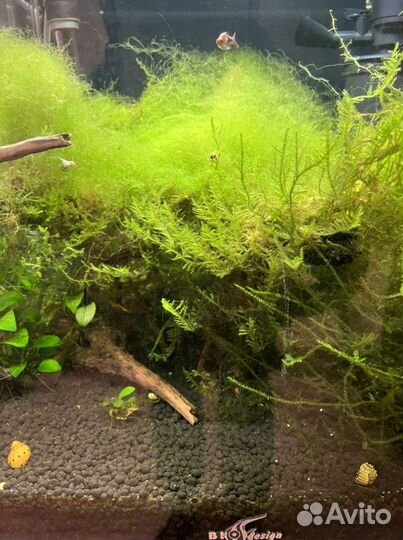 Аквариум с тумбой Биодизайн кубик 50 лит