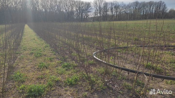 Саженцы белой акации