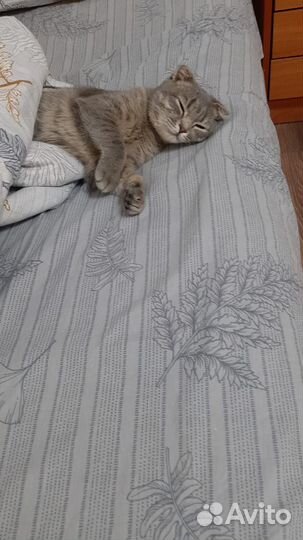 Британская кошка