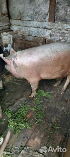 Свиньи живым весом