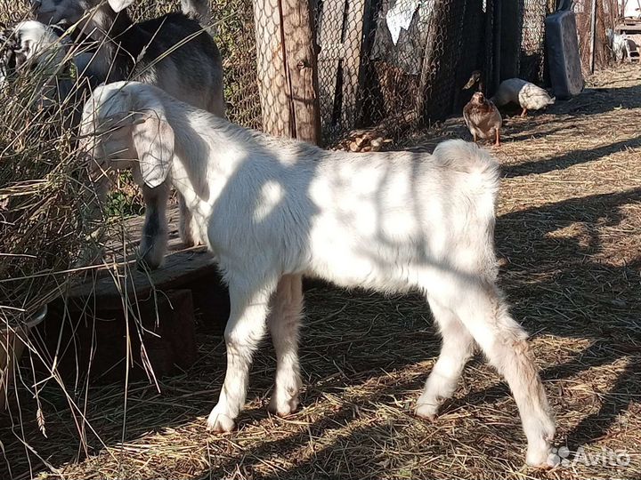 Англо-нубийские козлята