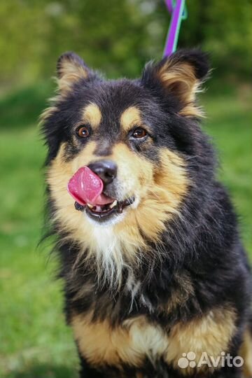 Шикарный пёс в добрые руки