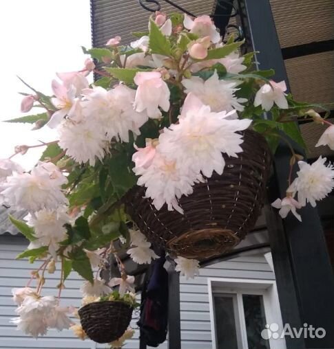 Бегонии махровая, ампельная, на подарок колеус