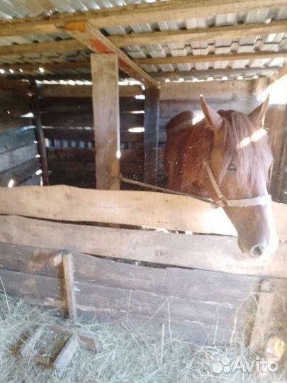 Продам жеребца