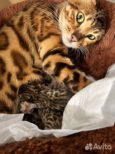 Бенгальская Кошка
