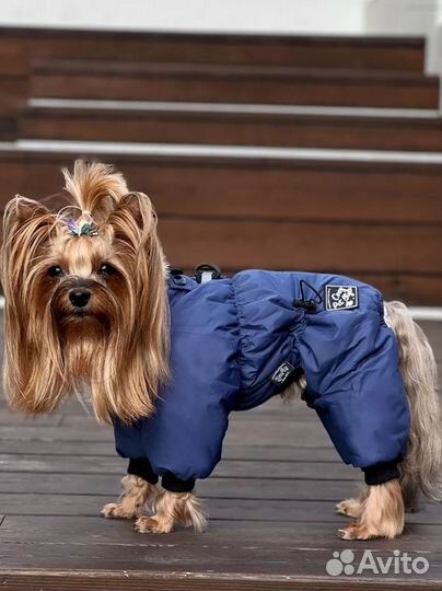 Комбинезон зимний для мелкой(средней) собаки