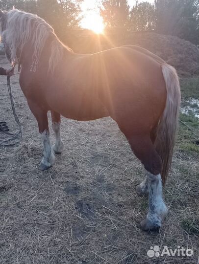 Продам жеребца