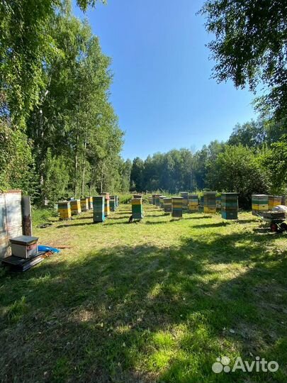 Мед Алтайское разнотравье оптом 2023