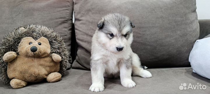 Собаки щенки