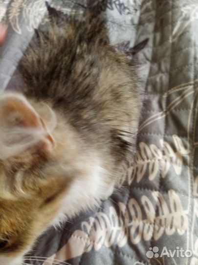 Котёнок /девочка