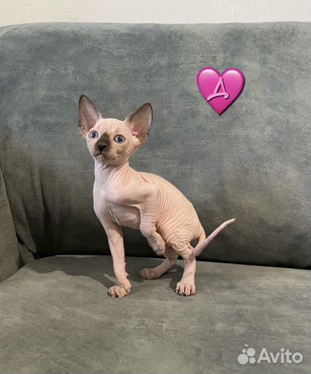 Канадский сфинкс